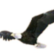 Lewiston Sportsmen's League logo